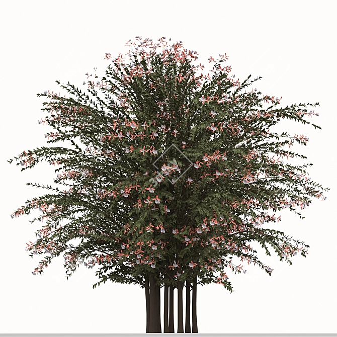 Abelia grandiflora Set: 3 Pearl Acacia Shrubs 3D model image 3