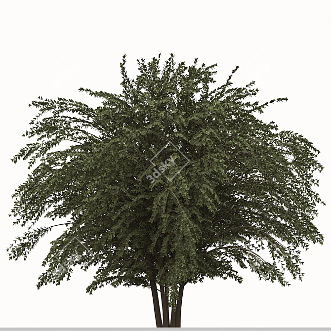 Abelia grandiflora Set: 3 Pearl Acacia Shrubs 3D model image 4