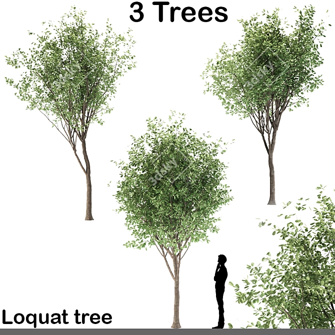 Ornamental Loquat Tree Trio 3D model image 1