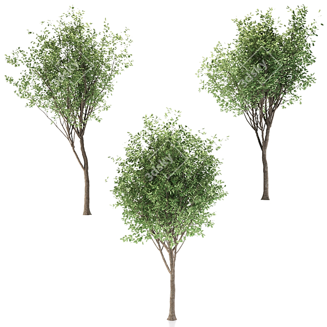 Ornamental Loquat Tree Trio 3D model image 4