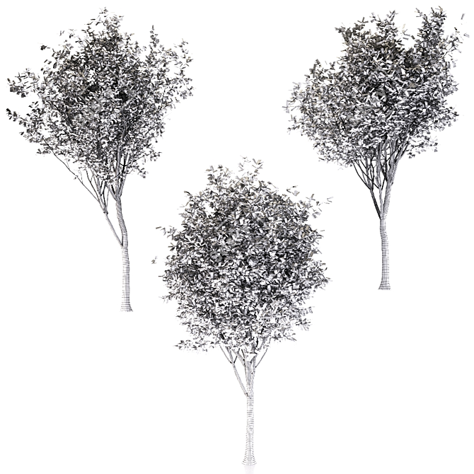 Ornamental Loquat Tree Trio 3D model image 5