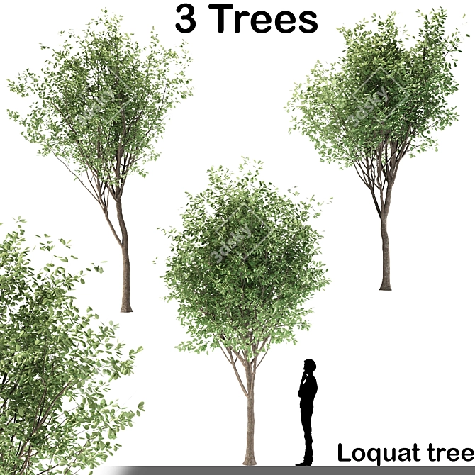 Ornamental Loquat Tree Trio 3D model image 6