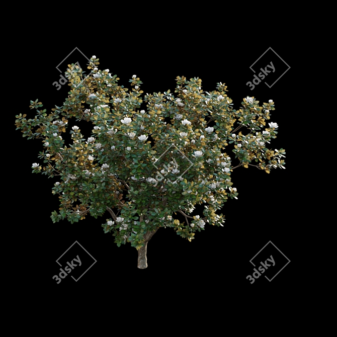 Classic Southern Magnolia 3D Model 3D model image 4