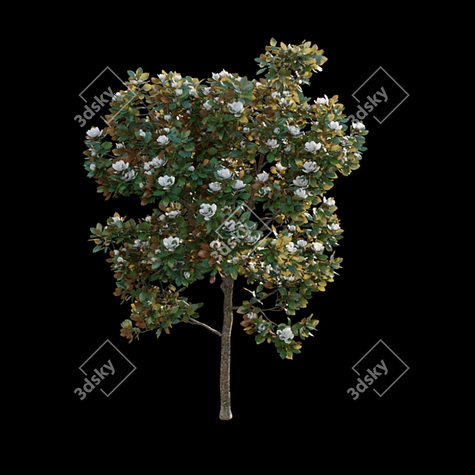 Elegant Magnolia 3D Models 3D model image 4