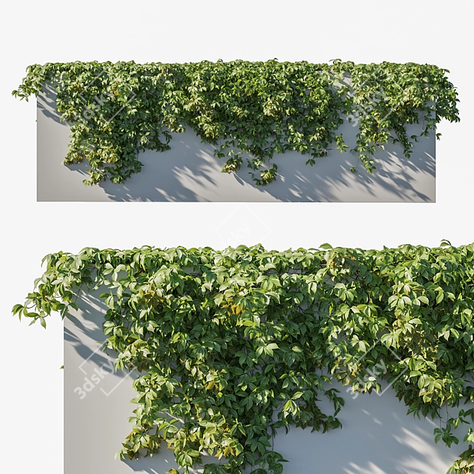 Virginia Creeper 02 - Realistic 3D Model 3D model image 1