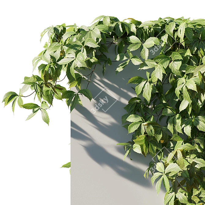 Virginia Creeper 02 - Realistic 3D Model 3D model image 3