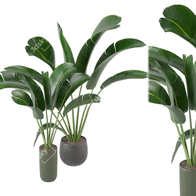 Green Fingers: Indoor Plants Set 3D model image 6