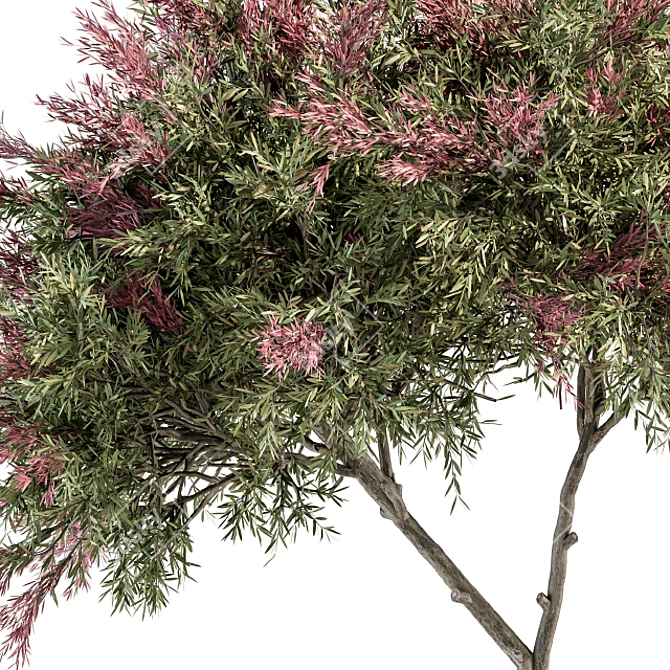 Crape Myrtle Tree Set: 50 Blooming Beauties! 3D model image 2