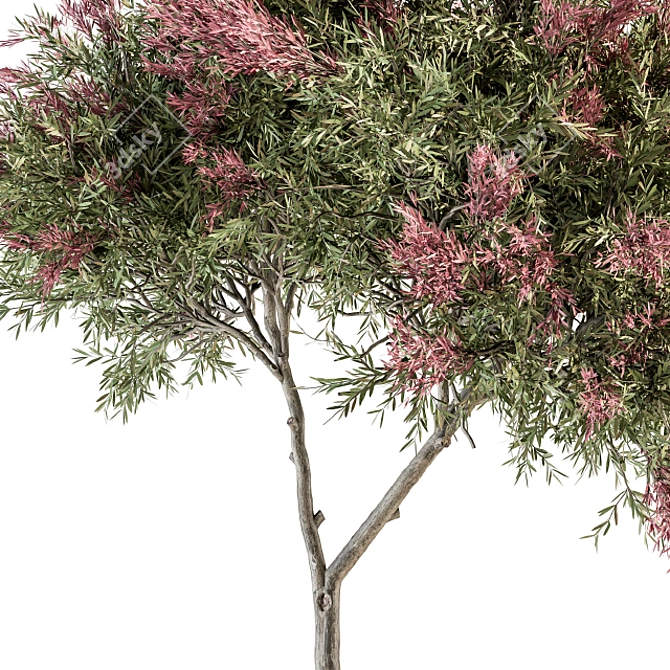 Crape Myrtle Tree Set: 50 Blooming Beauties! 3D model image 3