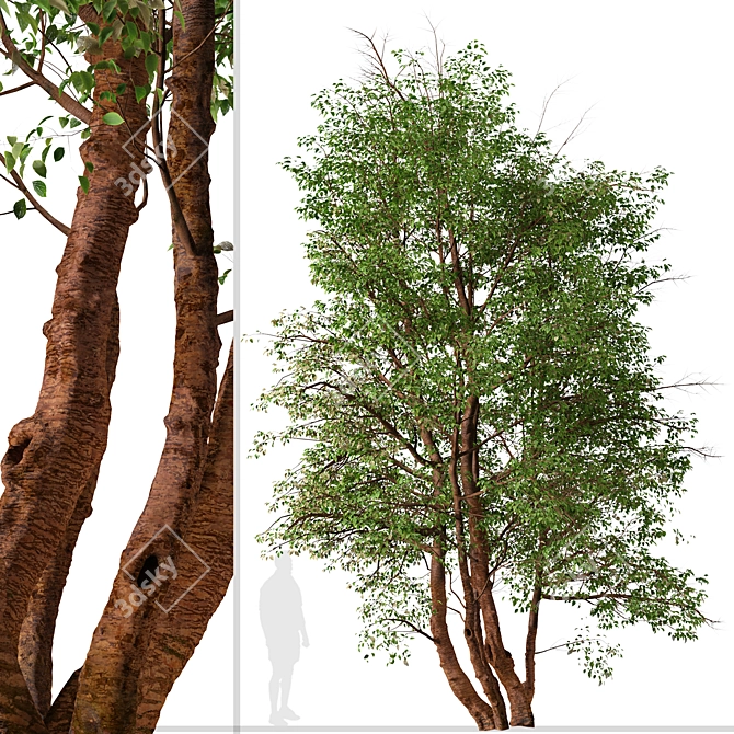 Water Birch Trees - Set of 2 3D model image 2