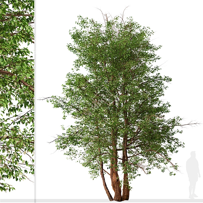 Water Birch Trees - Set of 2 3D model image 4