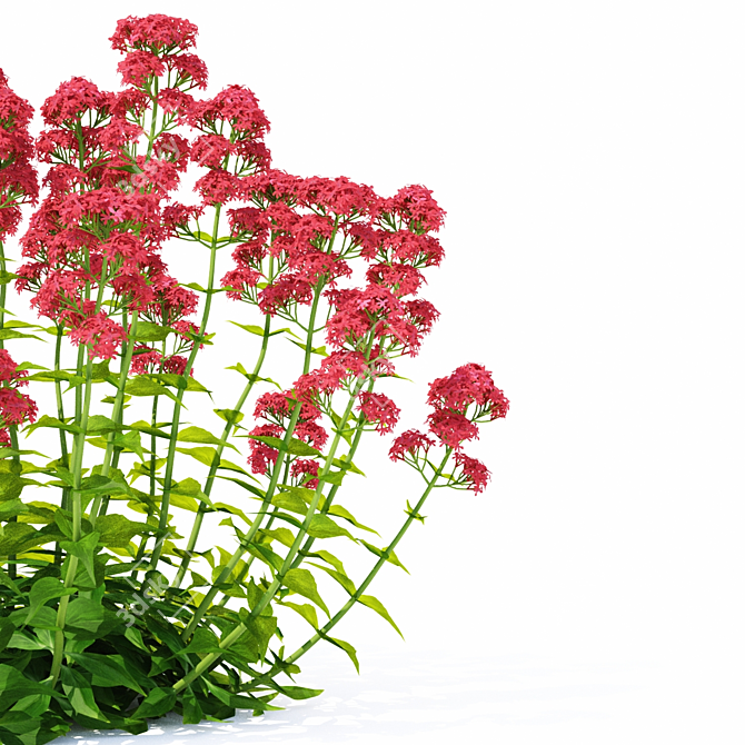 Valerian Red Flowers | Centranthus Ruber - Stunning Ornamental Plants 3D model image 2