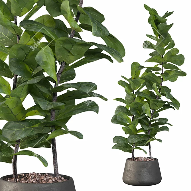 Ficus Lyrata: Modern Plant Collection 3D model image 1