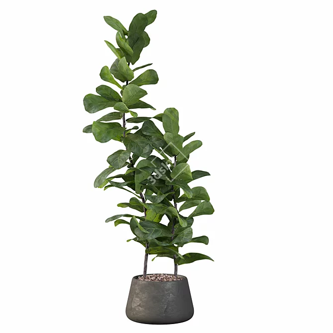 Ficus Lyrata: Modern Plant Collection 3D model image 2