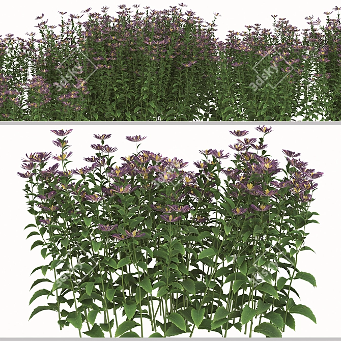 Lush Tatarian Aster Quartet: 4 Vibrant Flowering Plants 3D model image 3