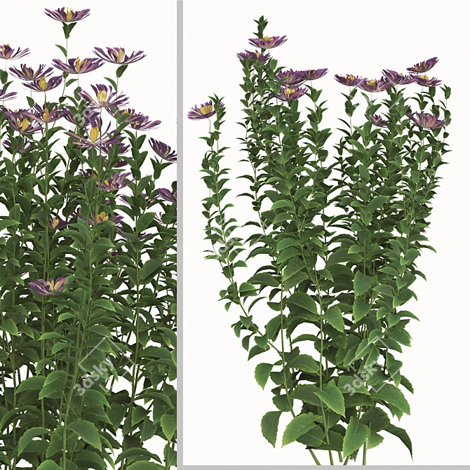 Lush Tatarian Aster Quartet: 4 Vibrant Flowering Plants 3D model image 4