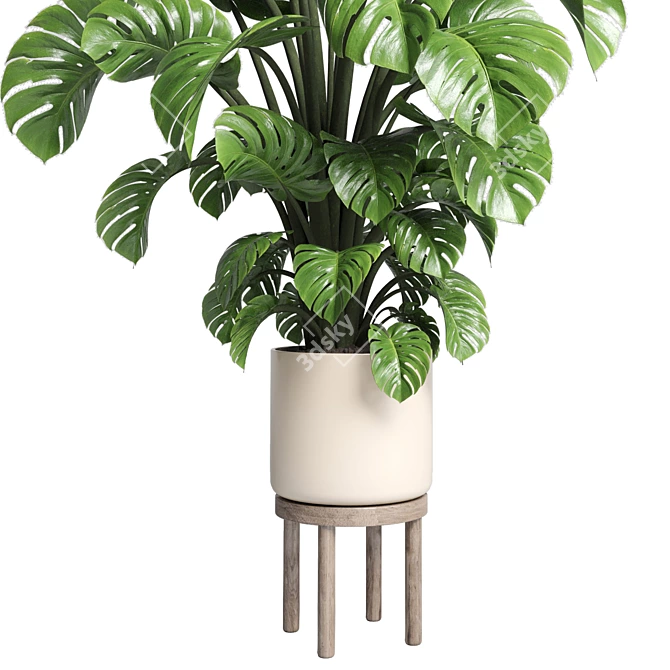 Wood Vase Indoor Plant Monstera 3D model image 2