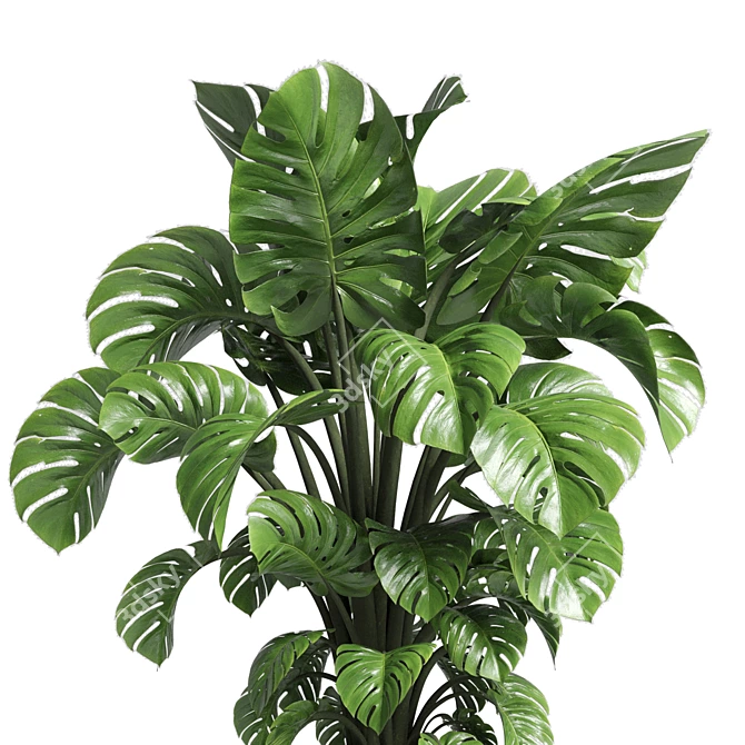 Wood Vase Indoor Plant Monstera 3D model image 3