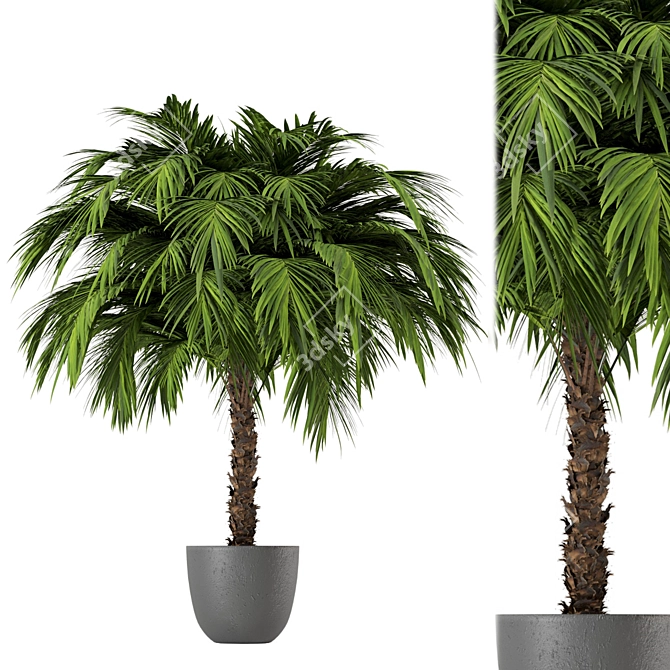 Lush Outdoor Plant Collection 3D model image 3