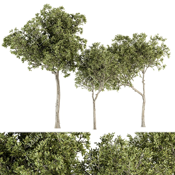 Petite Fringe Tree Set 49 3D model image 3