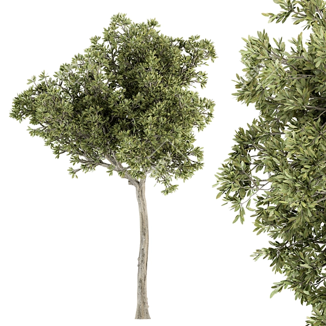 Petite Fringe Tree Set 49 3D model image 4
