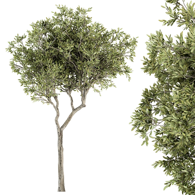 Petite Fringe Tree Set 49 3D model image 6