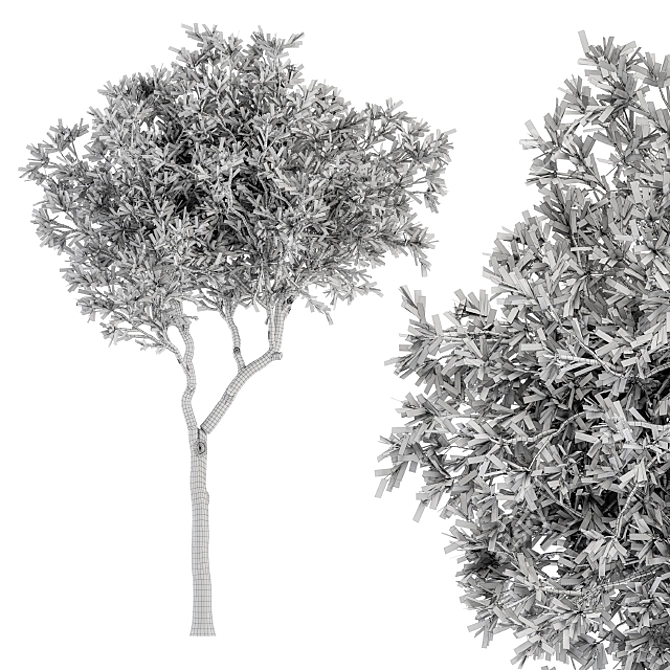 Petite Fringe Tree Set 49 3D model image 7
