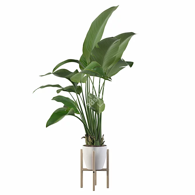 Exotic Strelitzia: Plants Collection 111 3D model image 2