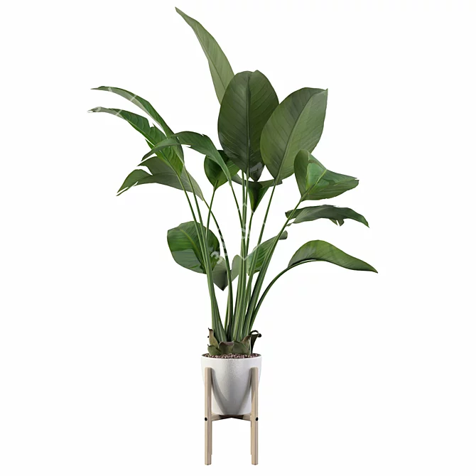 Exotic Strelitzia: Plants Collection 111 3D model image 3