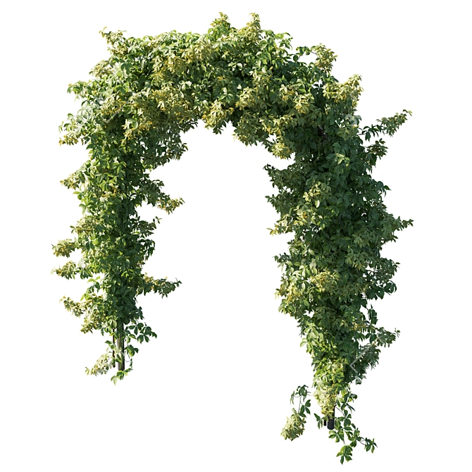 Virginia_Creeper_05: Detailed 3D Plant Model 3D model image 2