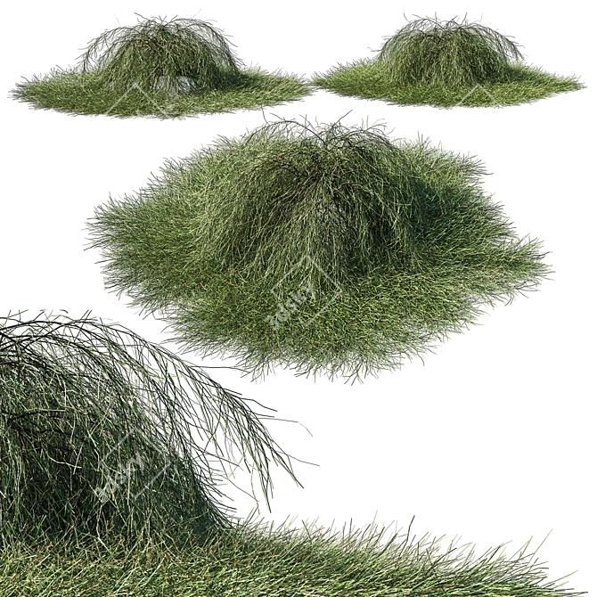 Casuarina Glauca 02: Versatile 3D Model 3D model image 1