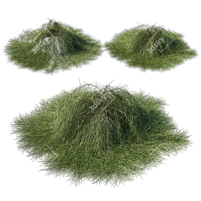 Casuarina Glauca 02: Versatile 3D Model 3D model image 2