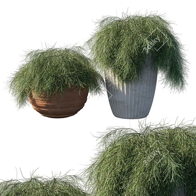 Glauca Pot: Elegant Casuarina Tree 3D model image 1