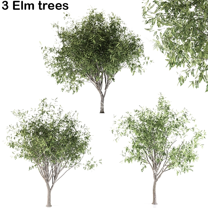 Evergreen Elm Tree Trio 3D model image 1