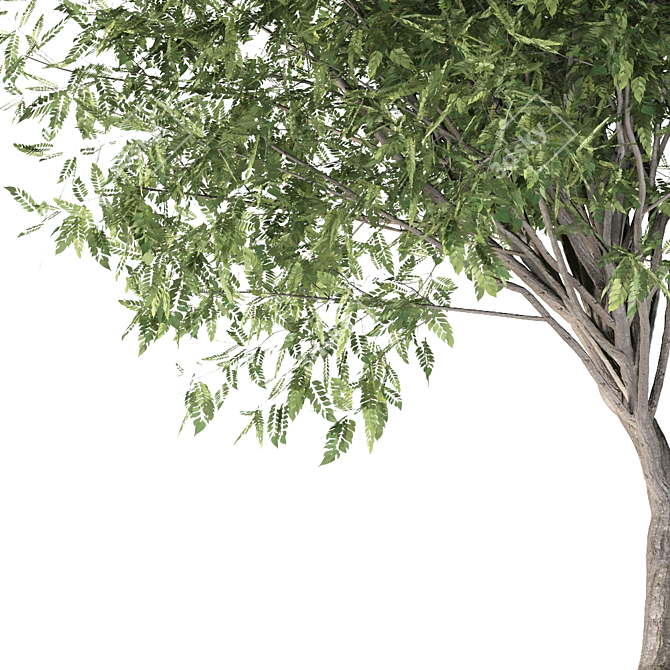 Evergreen Elm Tree Trio 3D model image 2