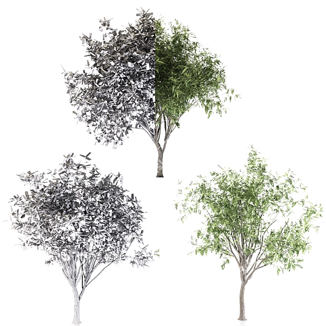 Evergreen Elm Tree Trio 3D model image 3