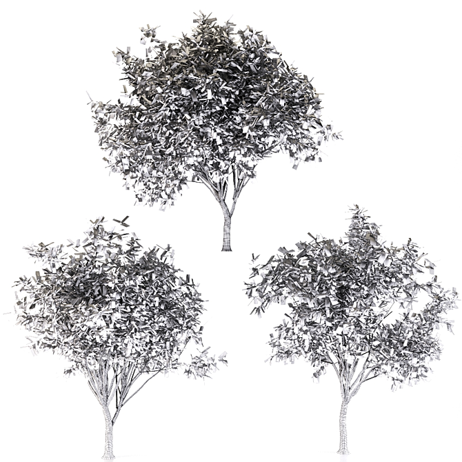 Evergreen Elm Tree Trio 3D model image 4