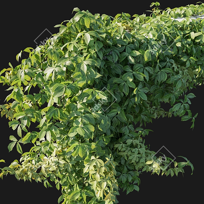 Virginia Creeper 03 - 2013 Millimeter Dimensions 3D model image 2