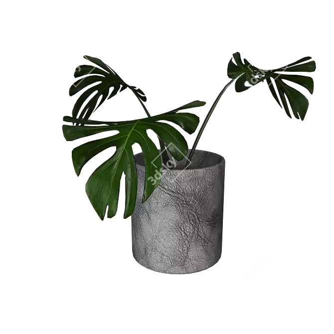 Monstera 3D Models | High Quality & Versatile 3D model image 2