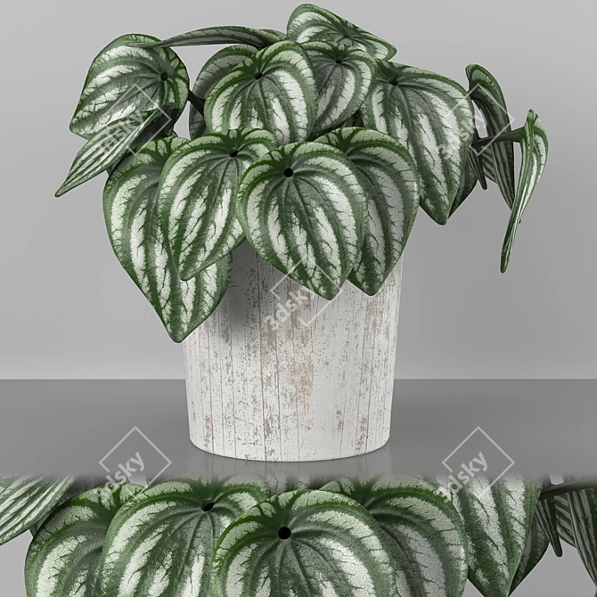 Tropical Watermelon Peperomia 3D model image 1