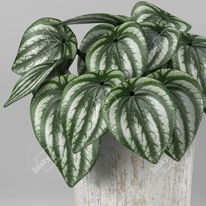 Tropical Watermelon Peperomia 3D model image 2