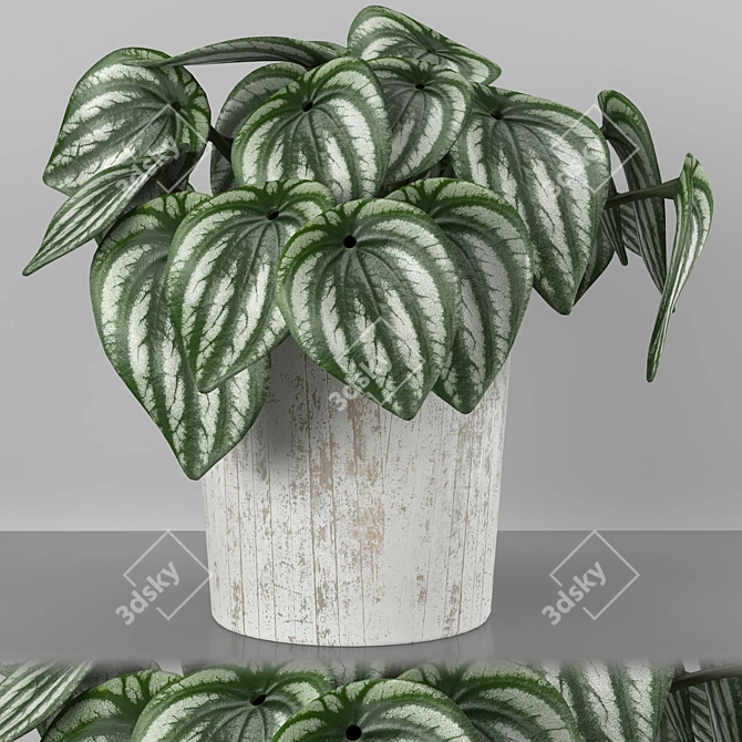 Tropical Watermelon Peperomia 3D model image 4
