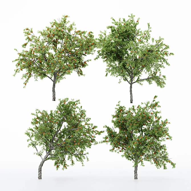 Multi-Peach Tree Collection | 4 Varieties 3D model image 2