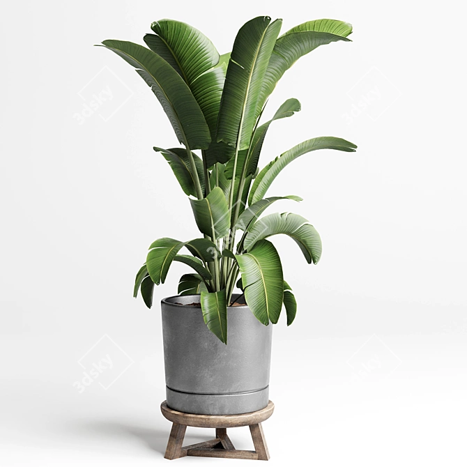 Concrete Vase Palm Tree Monstera 3D model image 4