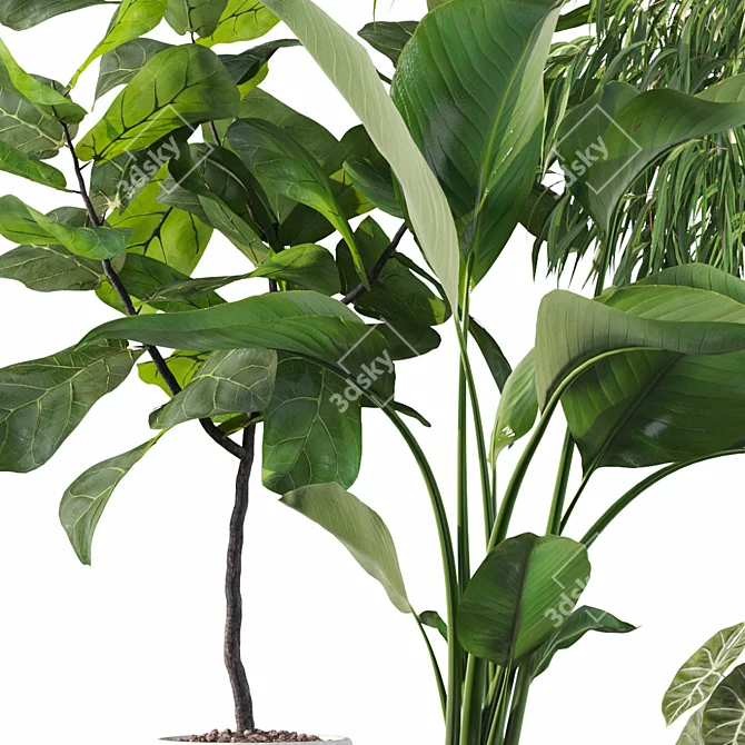 Exotic Indoor Plant Collection 3D model image 3