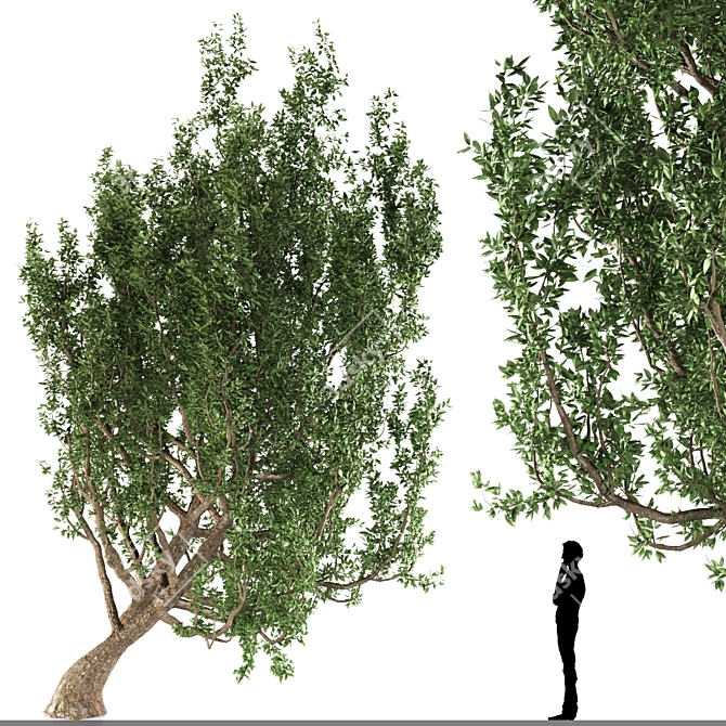 European Black Alder: Native Elegance 3D model image 1