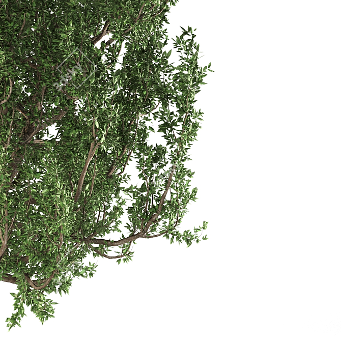 European Black Alder: Native Elegance 3D model image 2