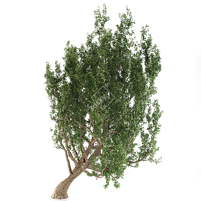 European Black Alder: Native Elegance 3D model image 4