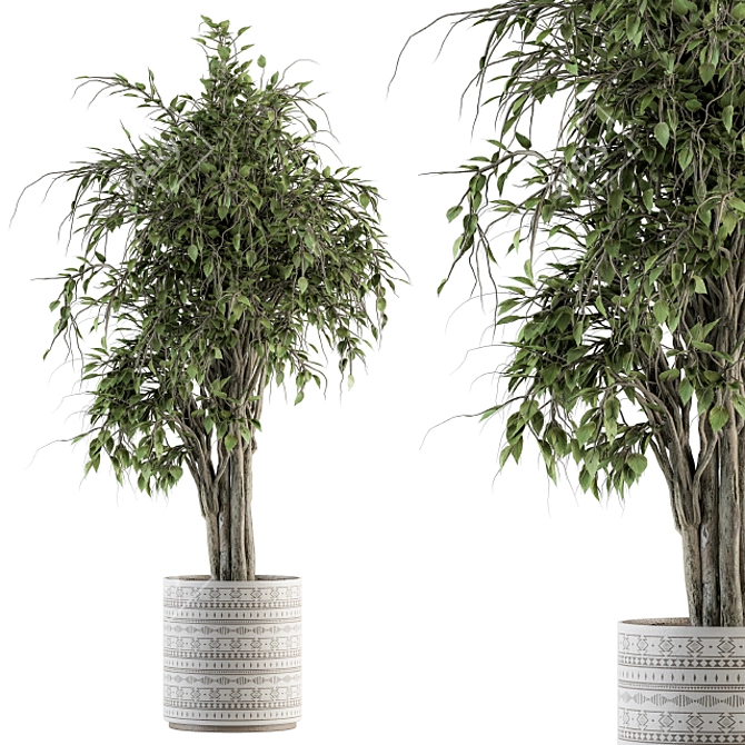 Ficus Benjamin Pot Plant Set 3D model image 1