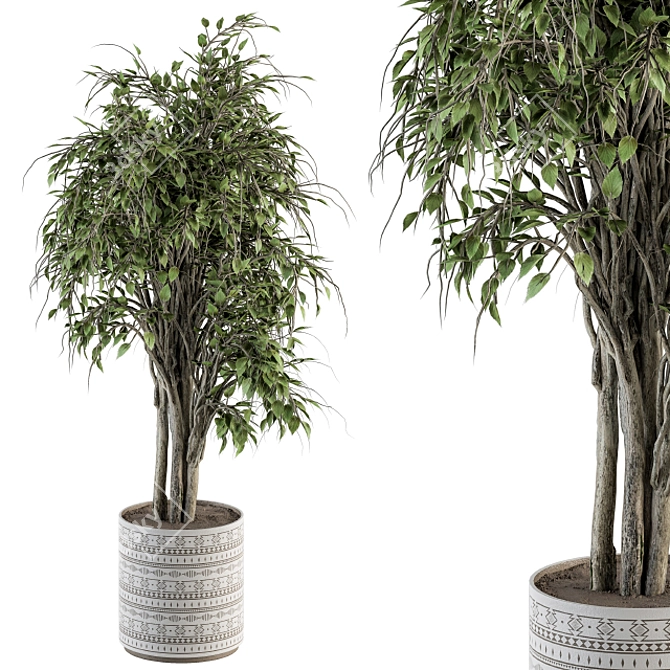 Ficus Benjamin Pot Plant Set 3D model image 2